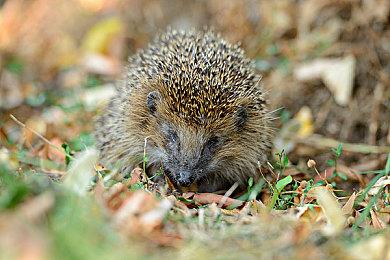 传《使命召唤18》和《战区》采用全新反外挂系统